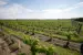 Wine Terroir