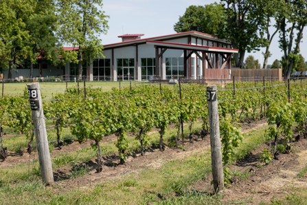 The Vines