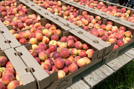 Kranicz Orchards