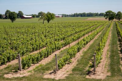 coopers hawk winery